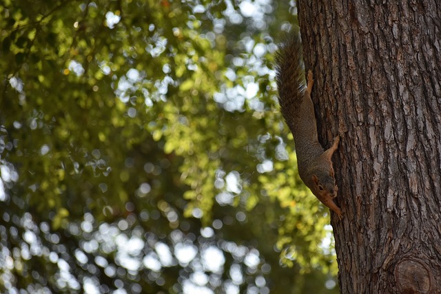 利巴利的表 利巴利的表